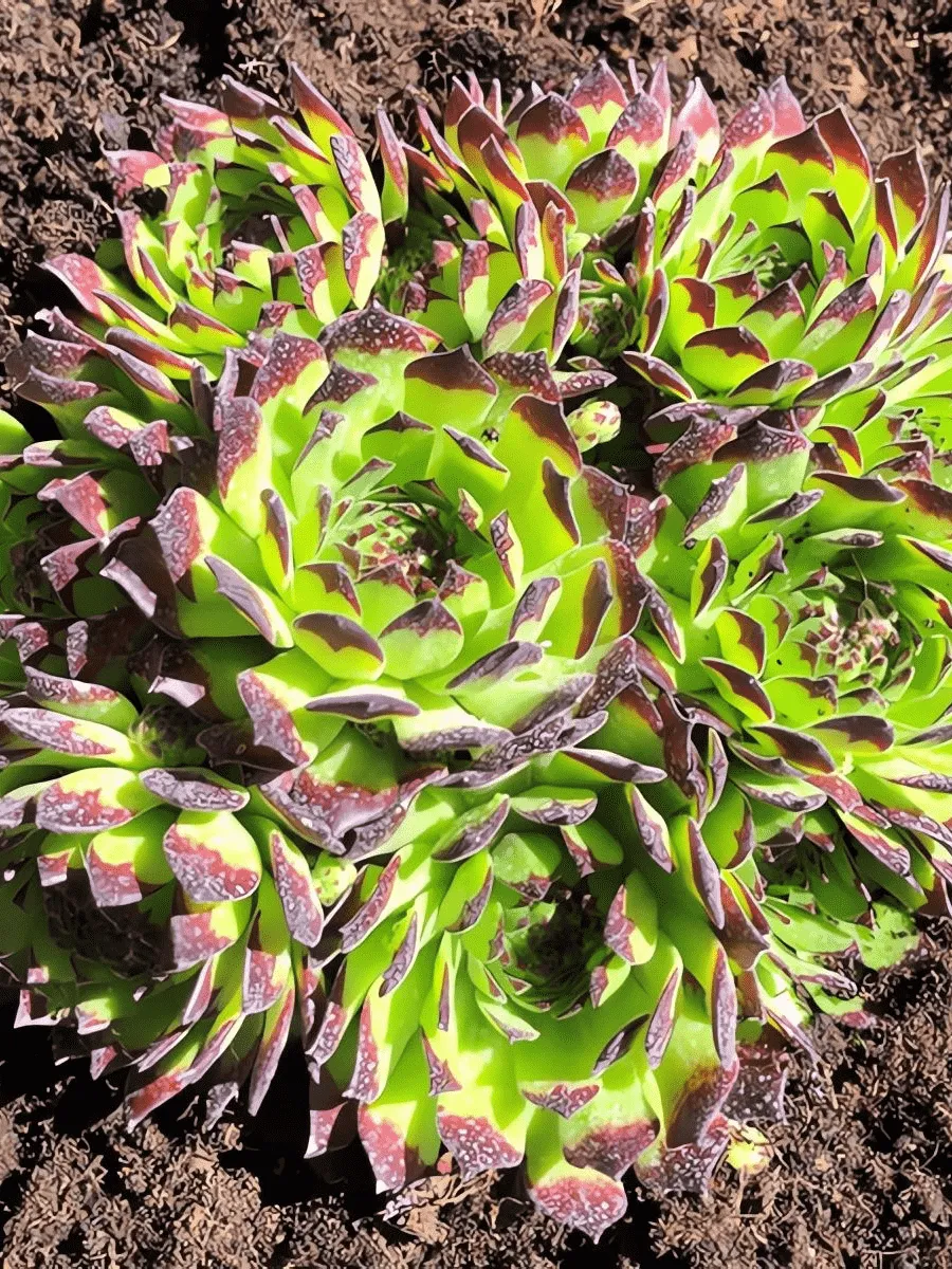 Молодило гибридное Faraon