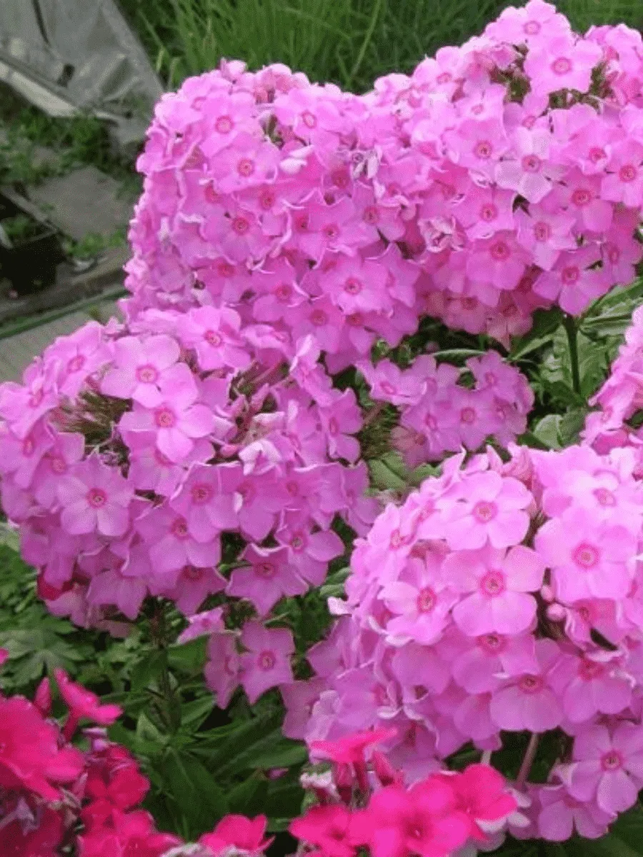 Флокс метельчатый Плюш Розовый