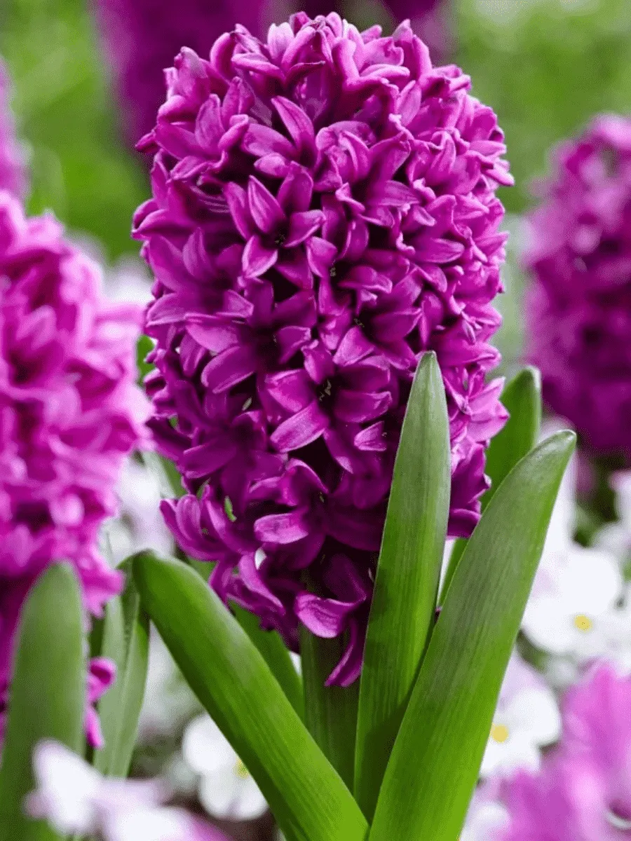 Гиацинт Miss Saigon