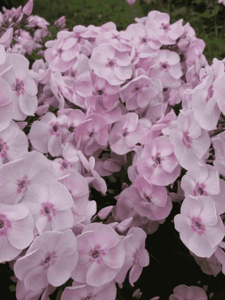 Флокс метельчатый Десерт