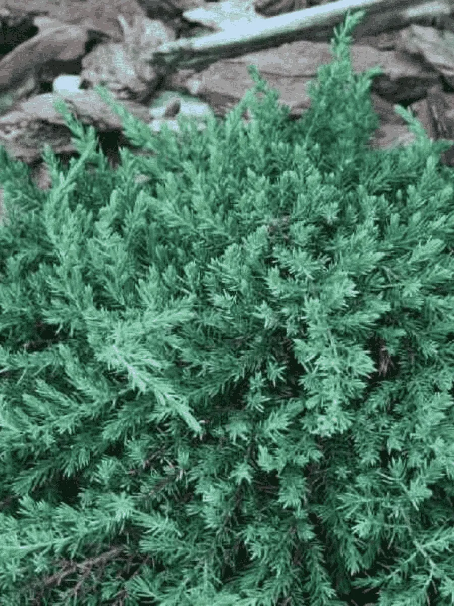 Можжевельник обыкновенный Greenmantle Можжевельник обыкновенный Greenmantle