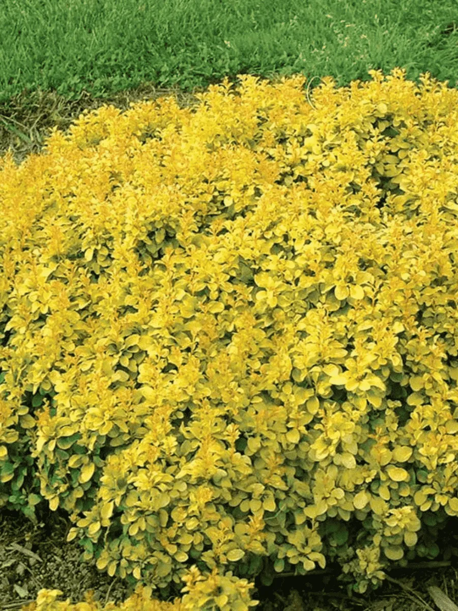 Барбарис Тунберга Golden Nugget Барбарис Тунберга Golden Nugget