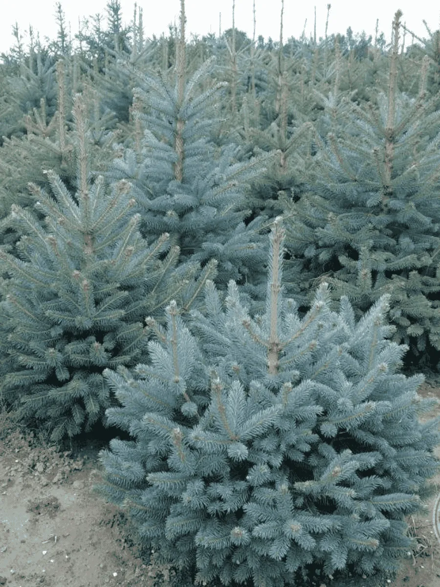 Ель колючая Kaibab Ель колючая Kaibab