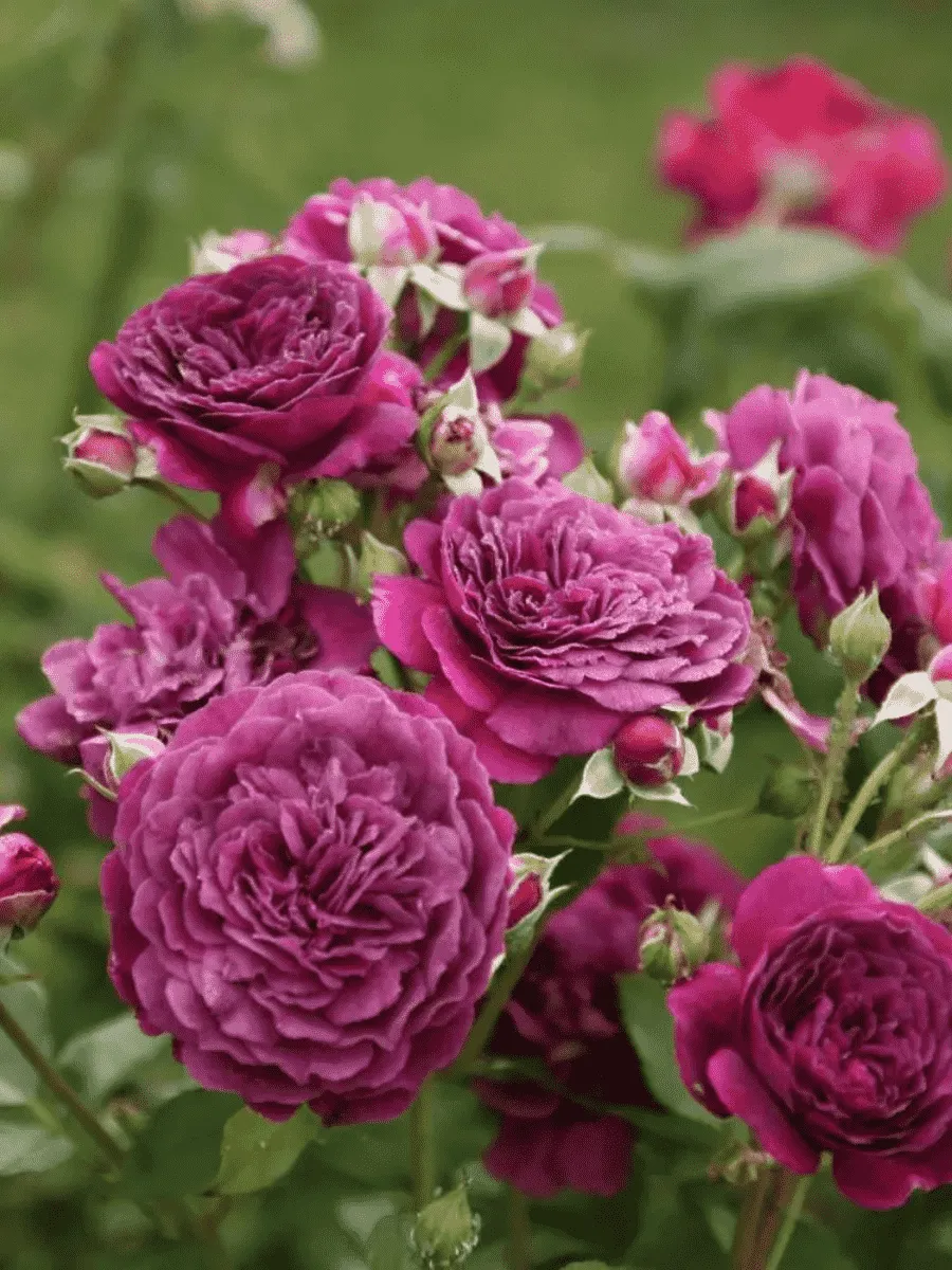 Роза Флорибунда Purple Eden Роза Флорибунда Purple Eden