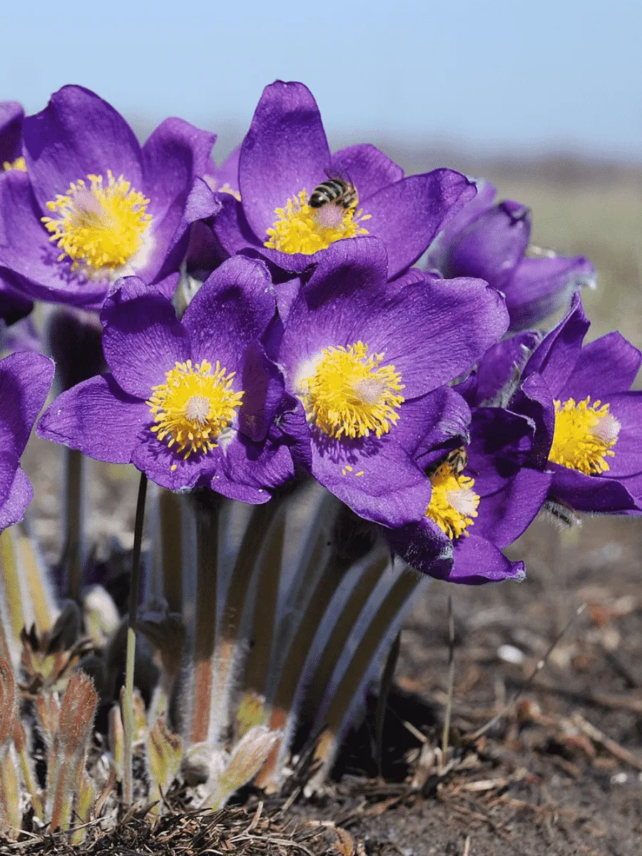 Прострел Прострел