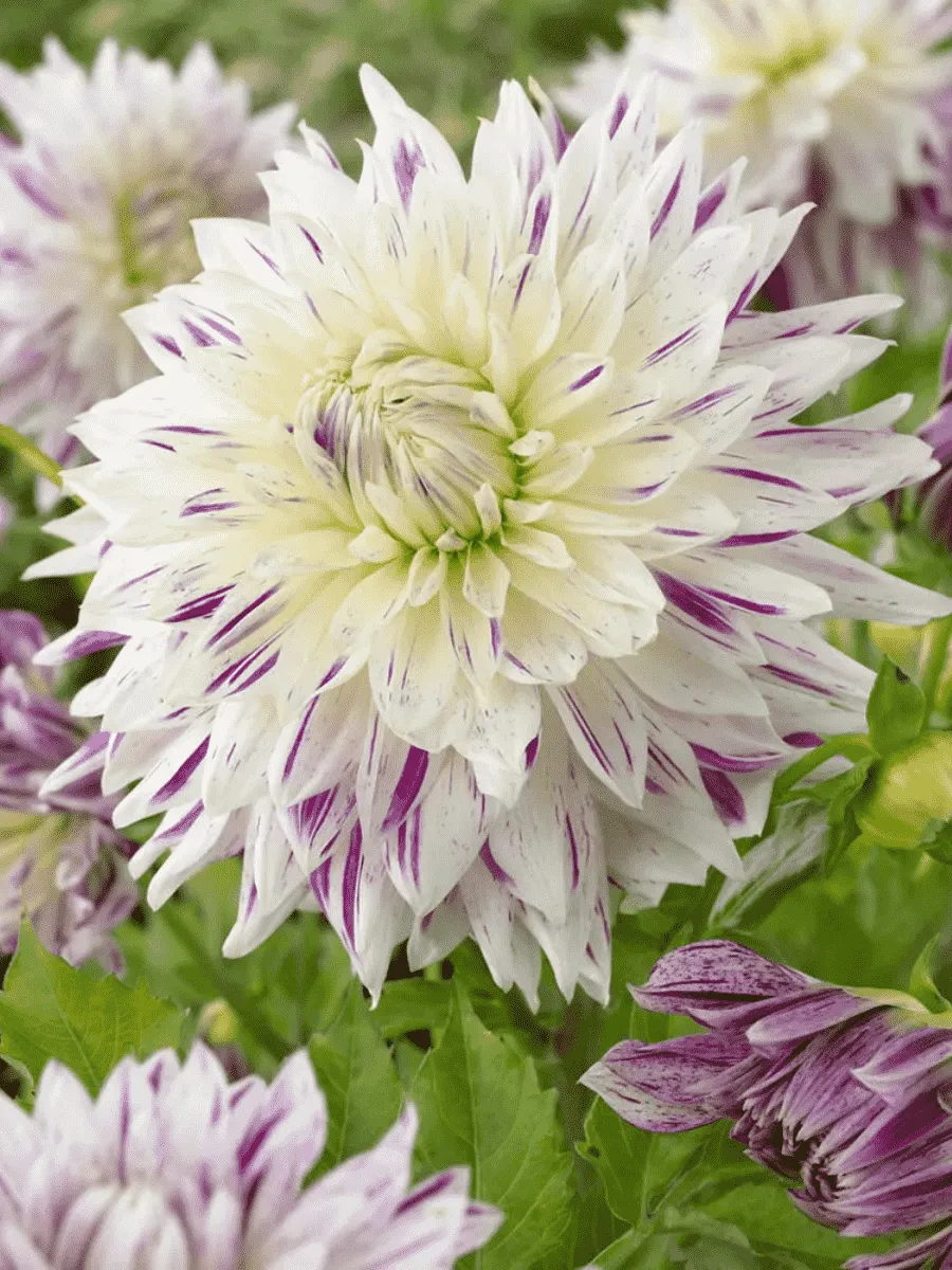 Георгина Akita's Striped