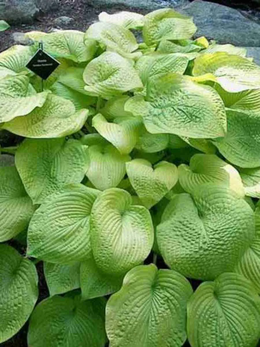 Хоста Golden Sunburst