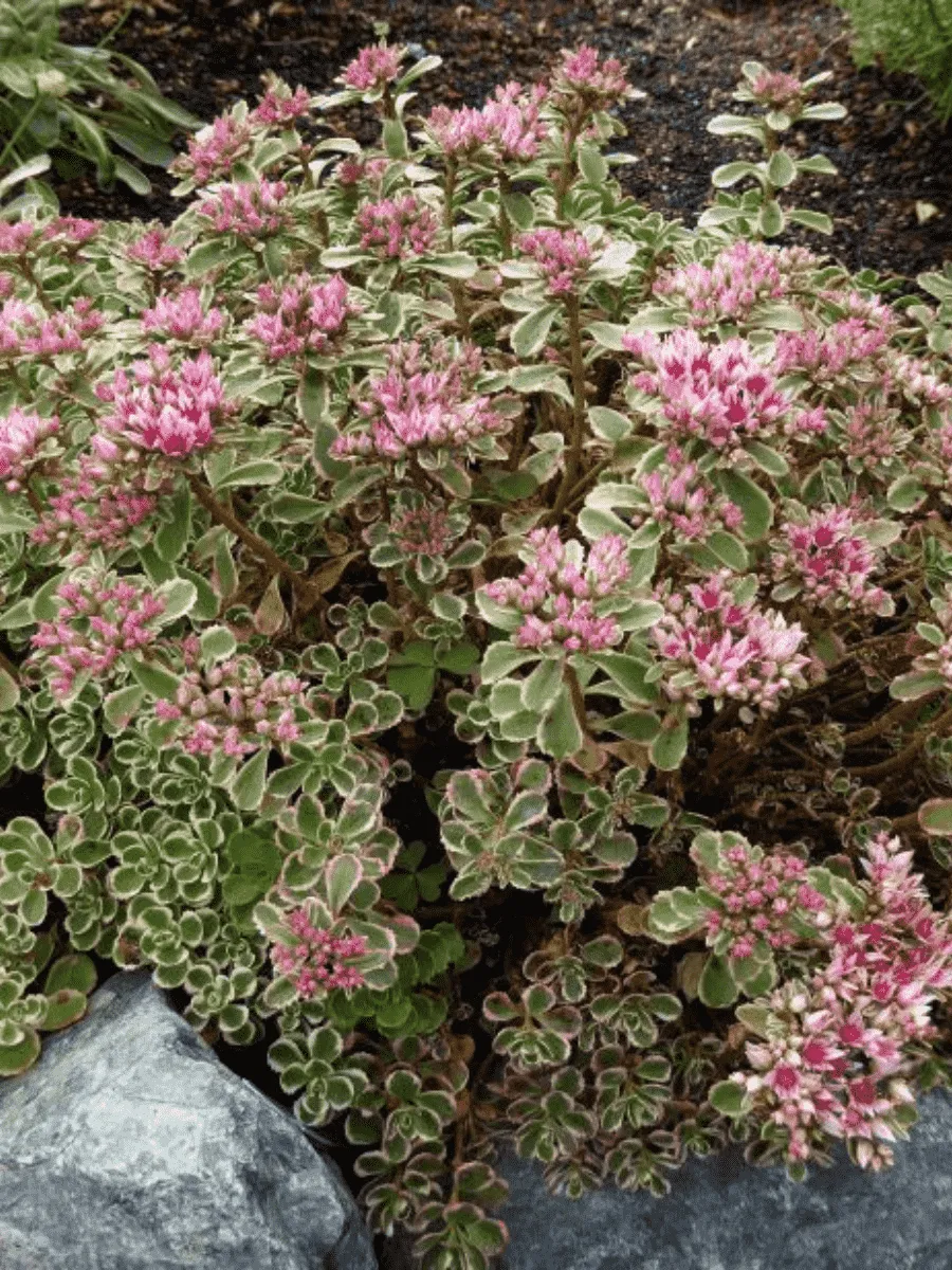 Очиток ложный Tricolor