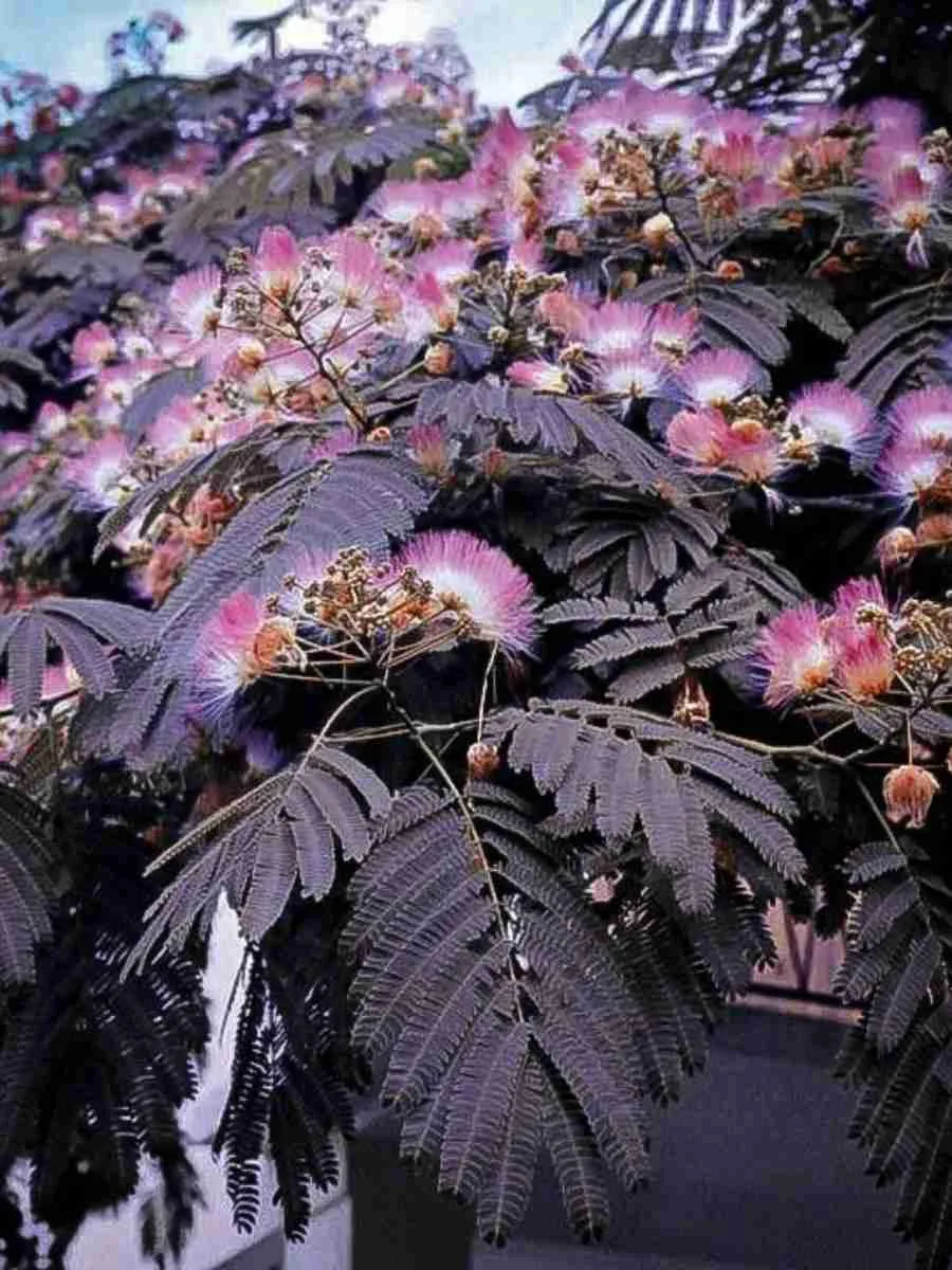 Альбиция ленкоранская Summer chocolate