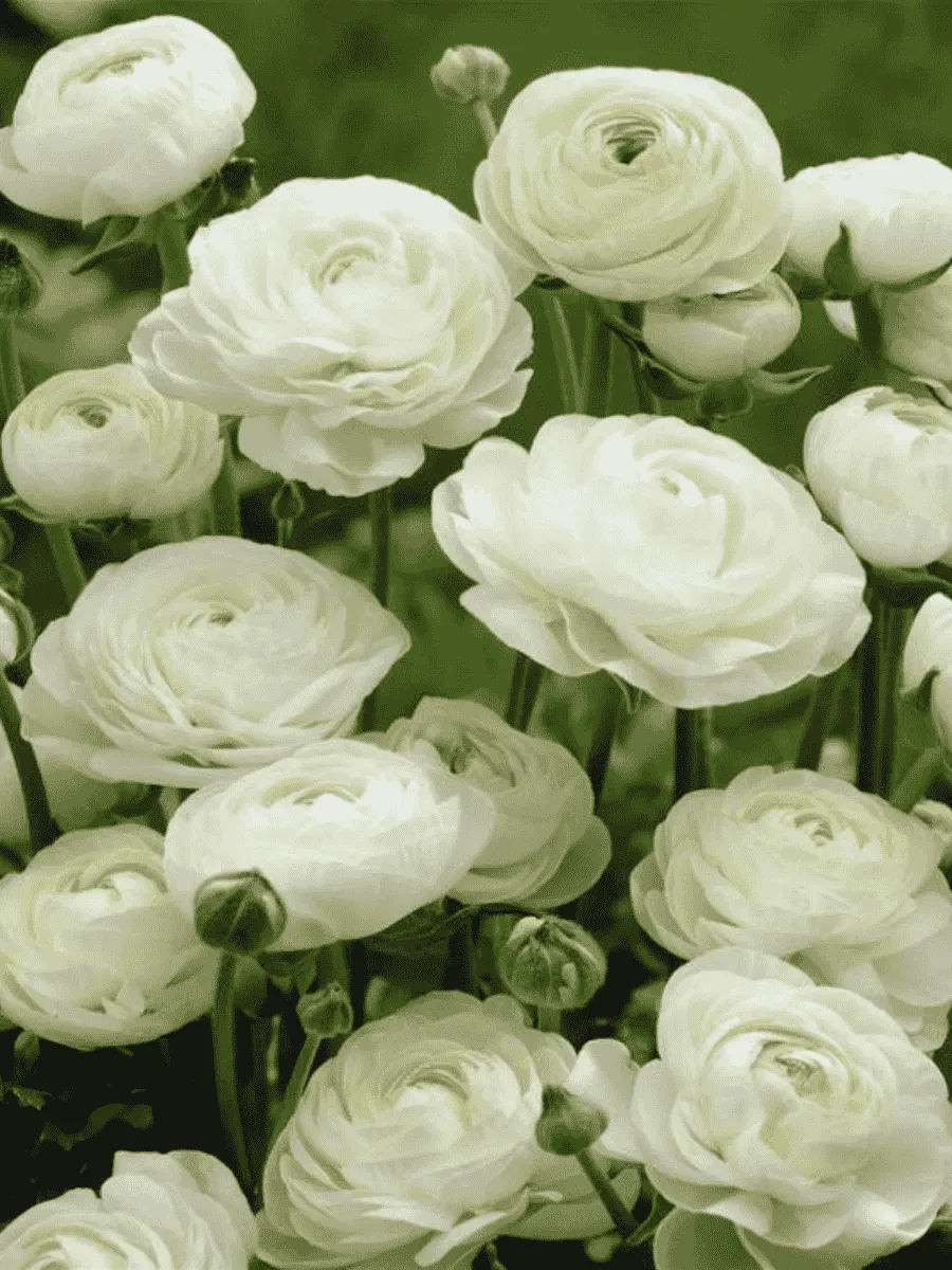 Лютик Азиатский  White Лютик Азиатский  White