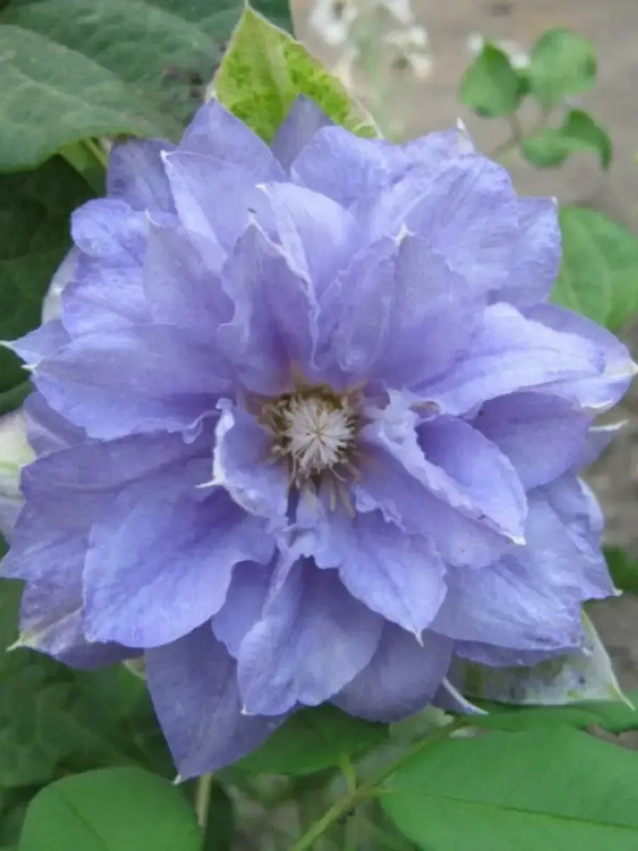 Клематис гибридный Mazury Клематис гибридный Mazury