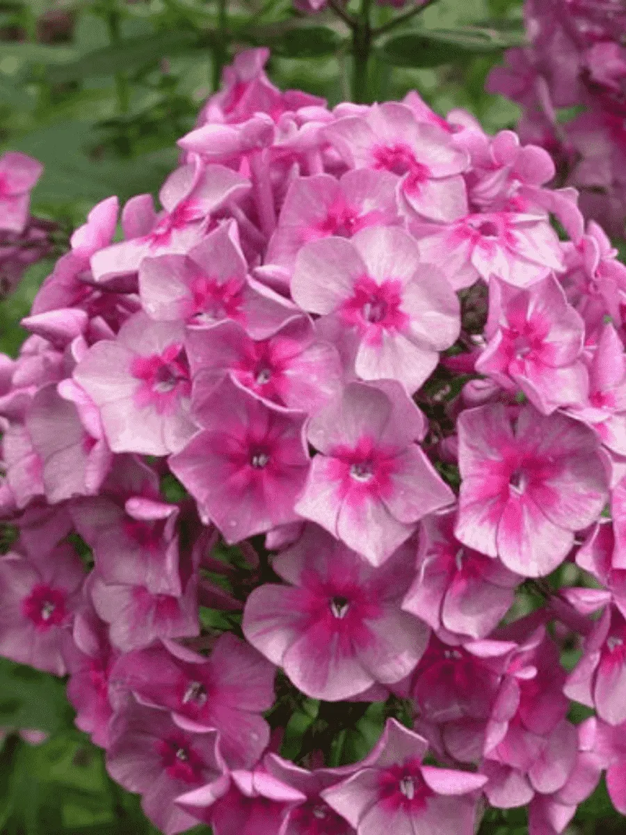 Флокс метельчатый Дымчатое суфле