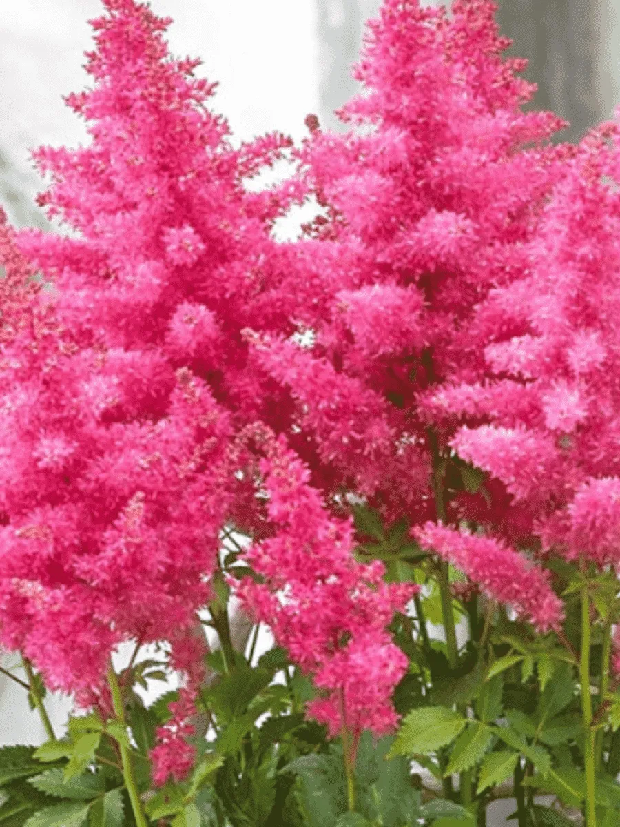 Астильба китайская Peach Cake