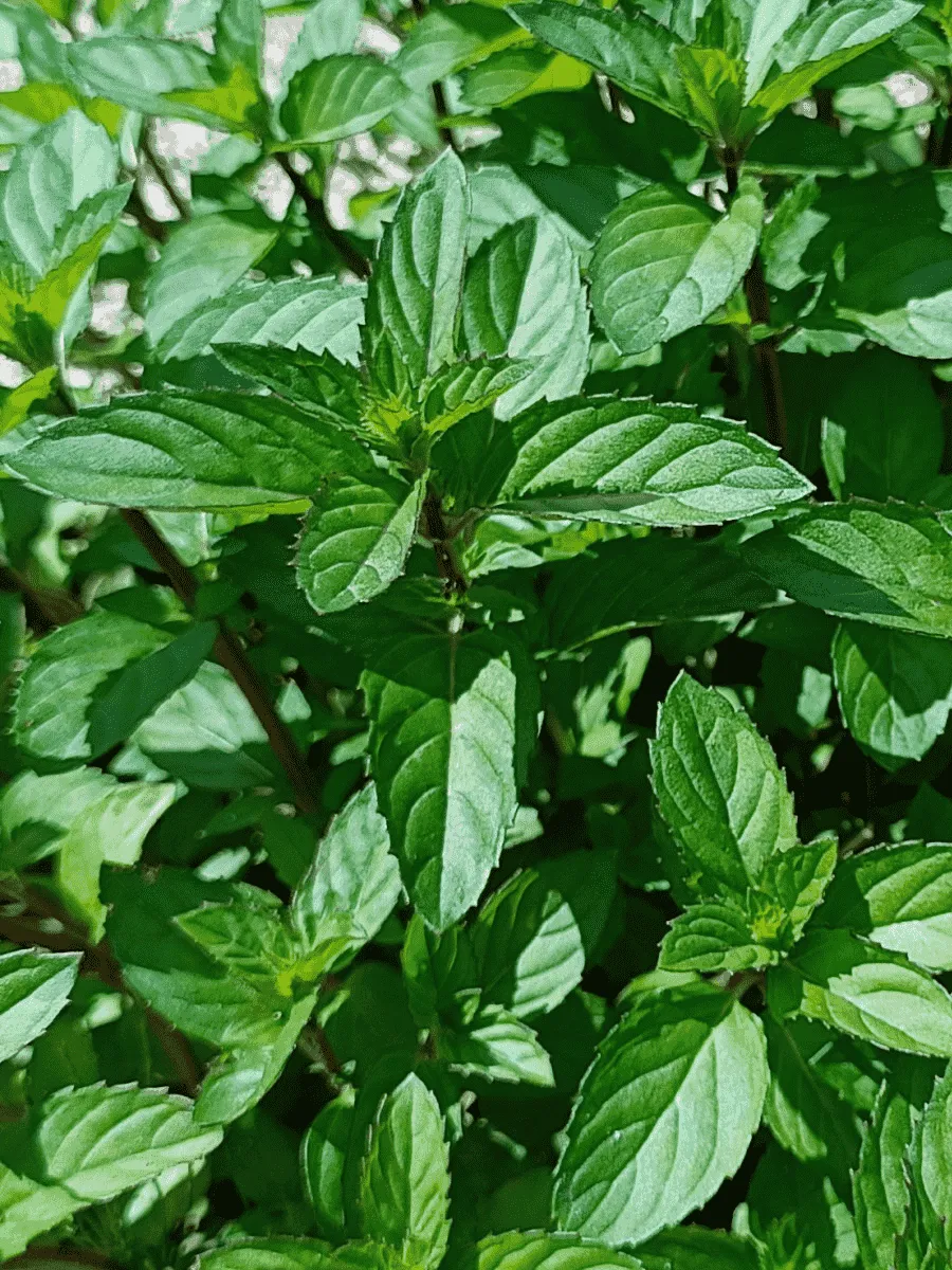 Мята Карамельная