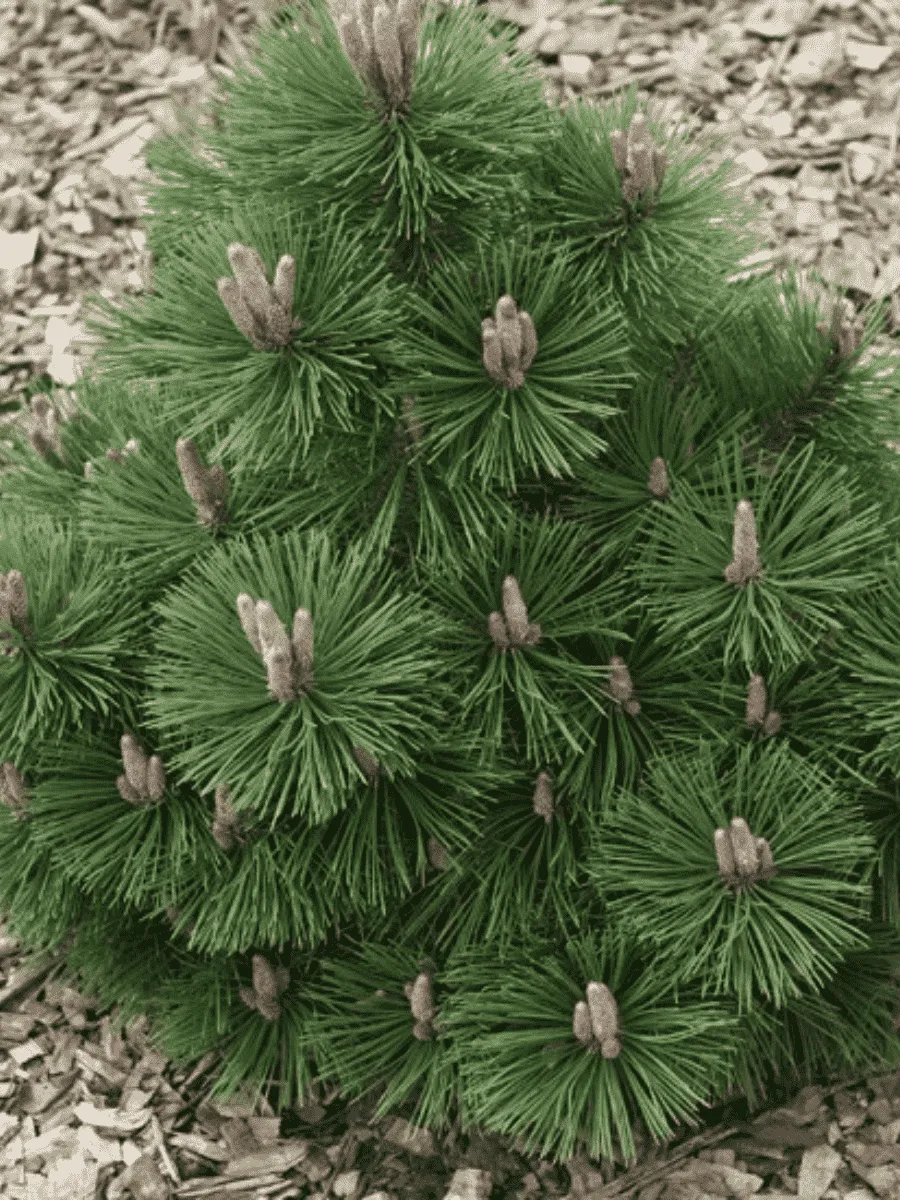 Сосна чёрная Helga Сосна чёрная Helga