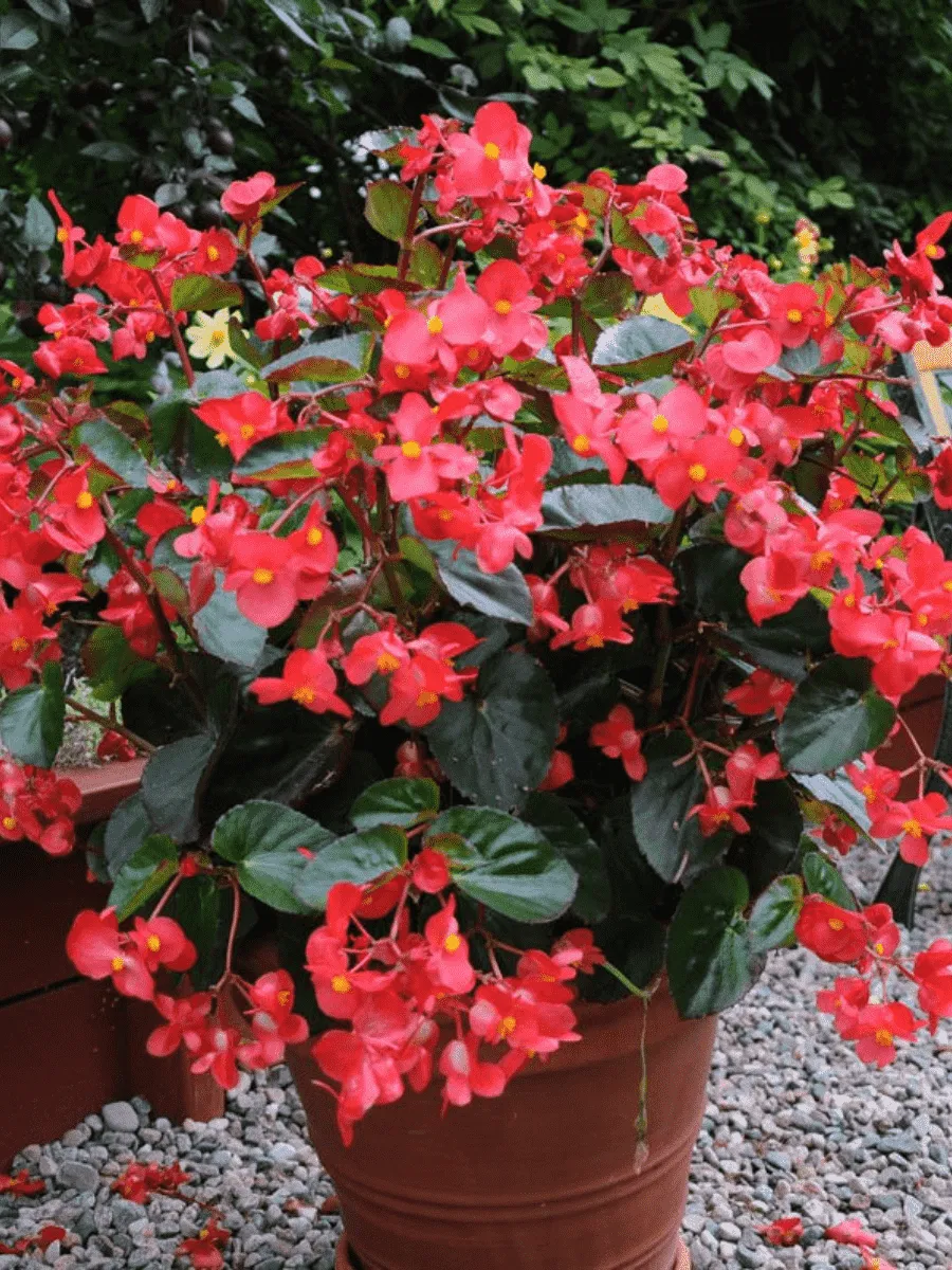 Бегония Big Red Bronze Leaf