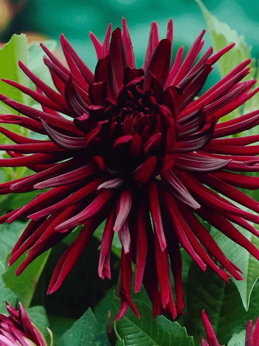 Георгина Nuit d'ete