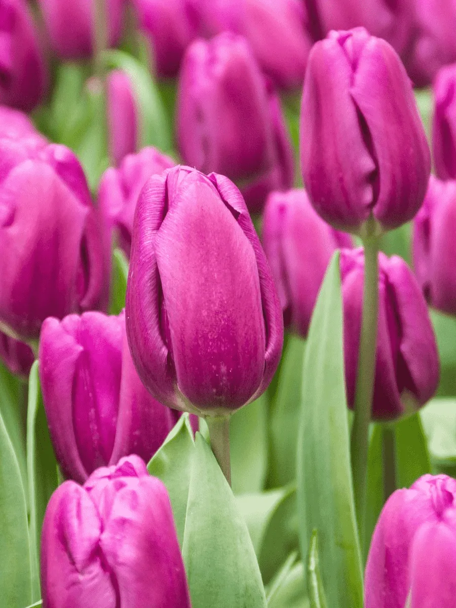 Тюльпан Purple Flag