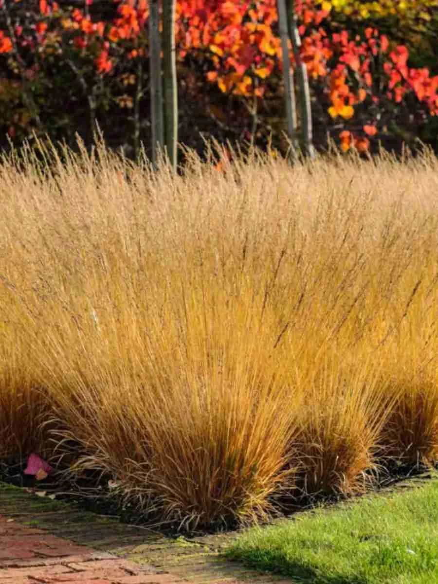 Молиния голубая Poul Petersen