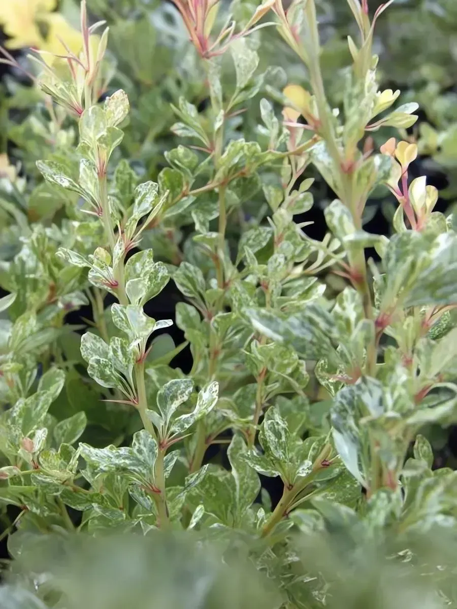 Барбарис Тунберга Silver Beauty