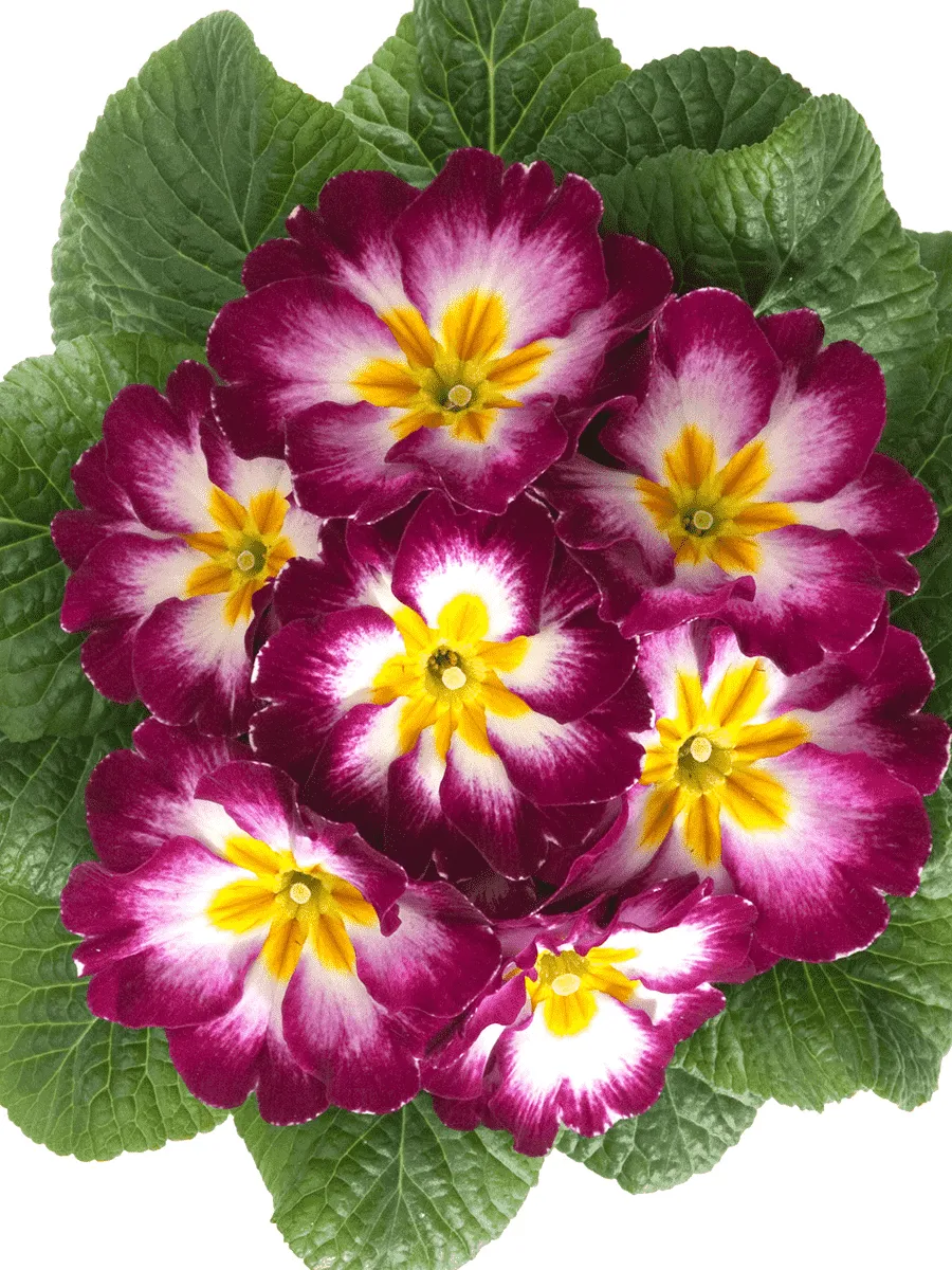 Примула Hethor Purple Flame