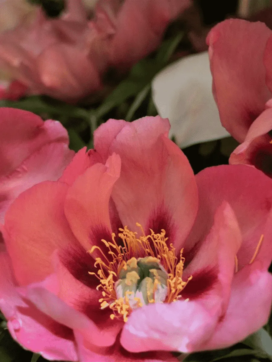 Пион ИТО Old Rose Dandy