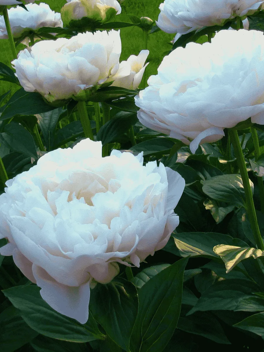 Пион Молочноцветковый Moonstone