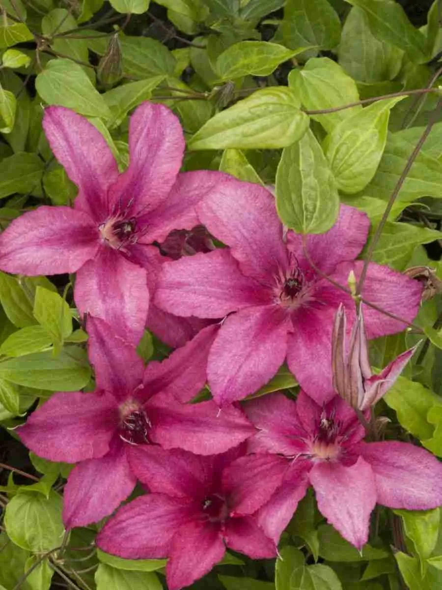 Клематис Barbara Клематис Barbara