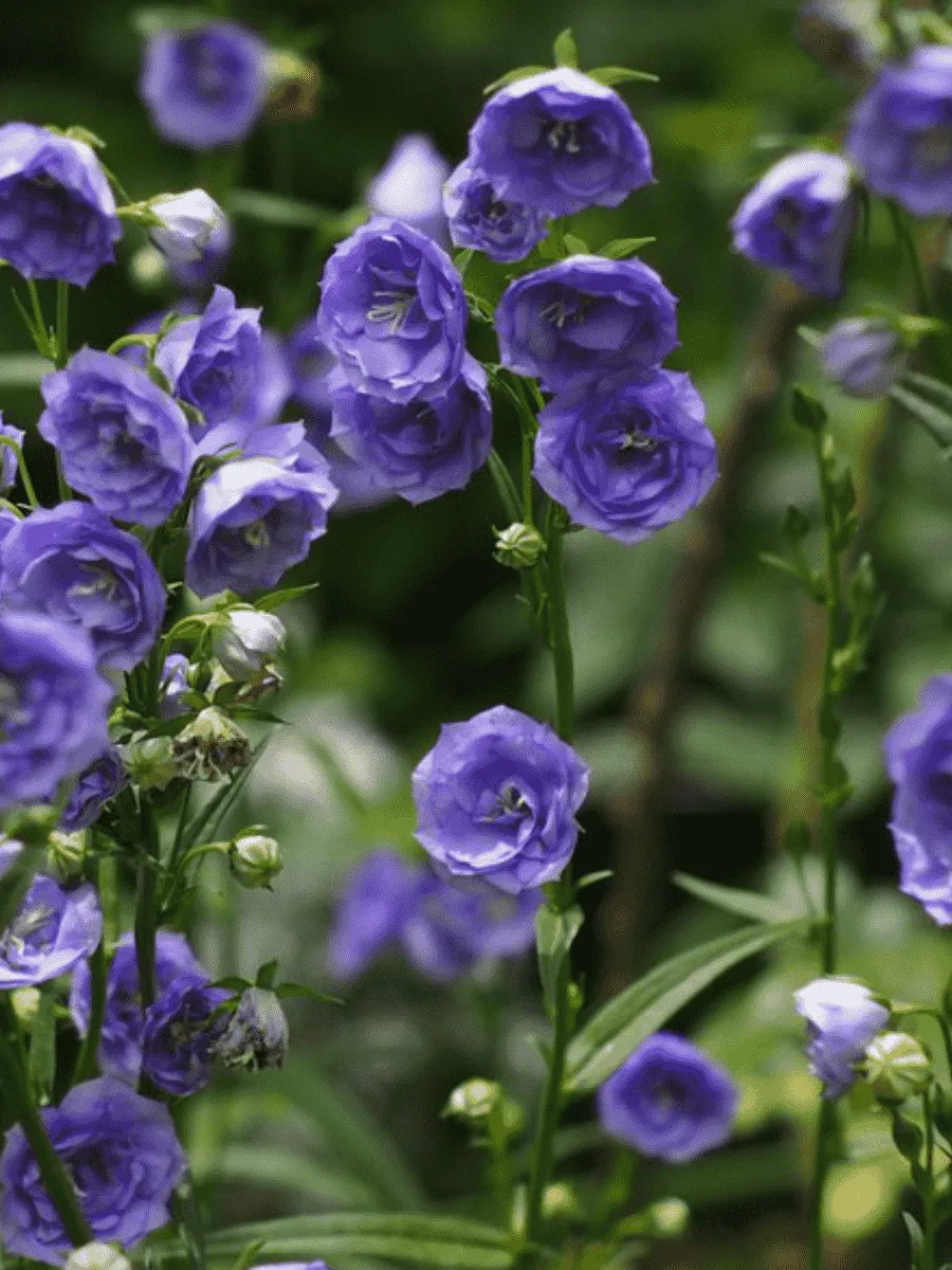 Колокольчик персиколистный LA BELLE BLUE