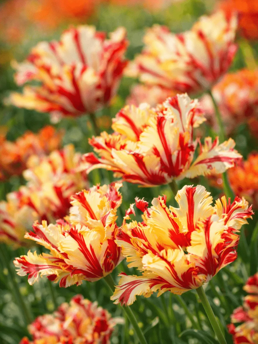 Тюльпан Tulipa Flaming Parrot