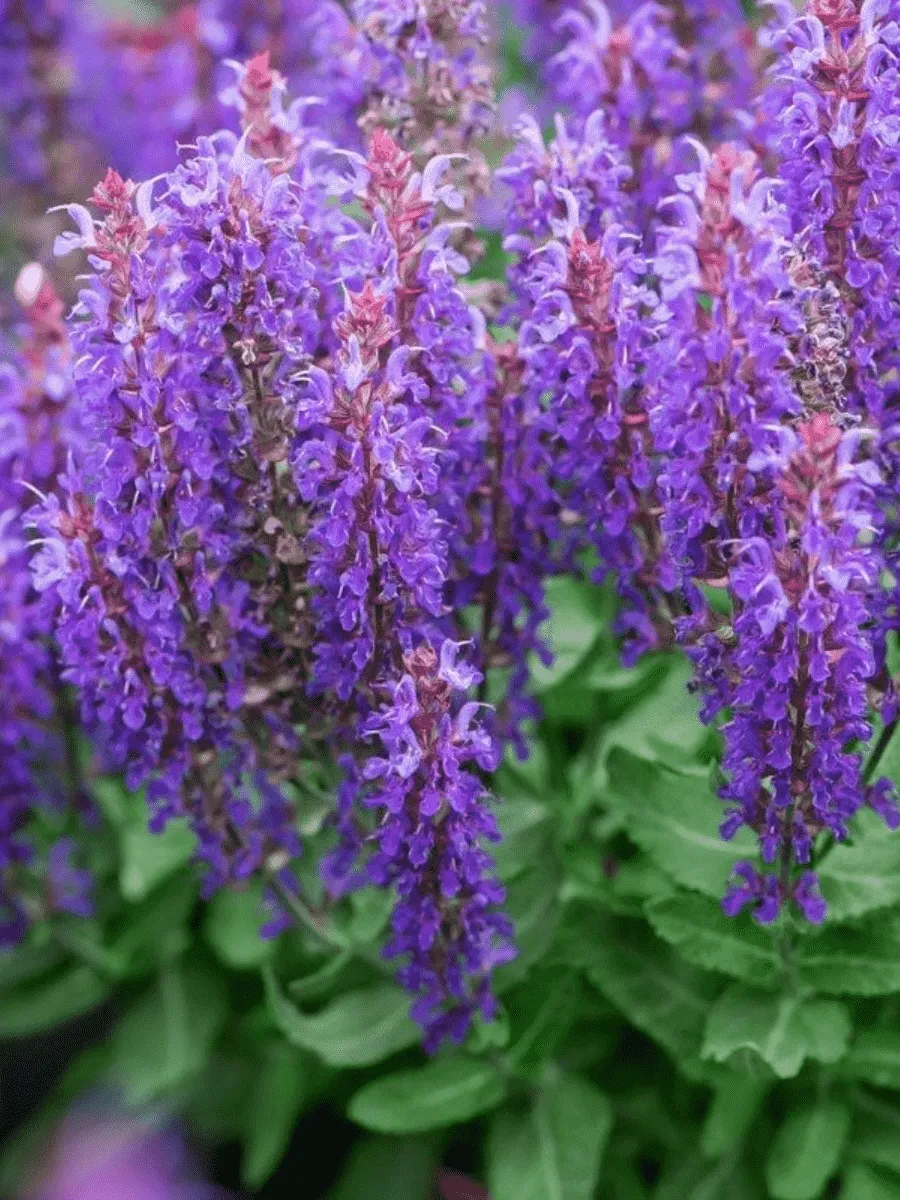 Шалфей дубравный Rianne