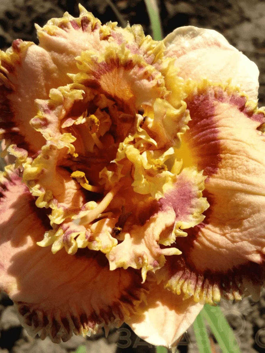 Лилейник Bonibrae Sharky