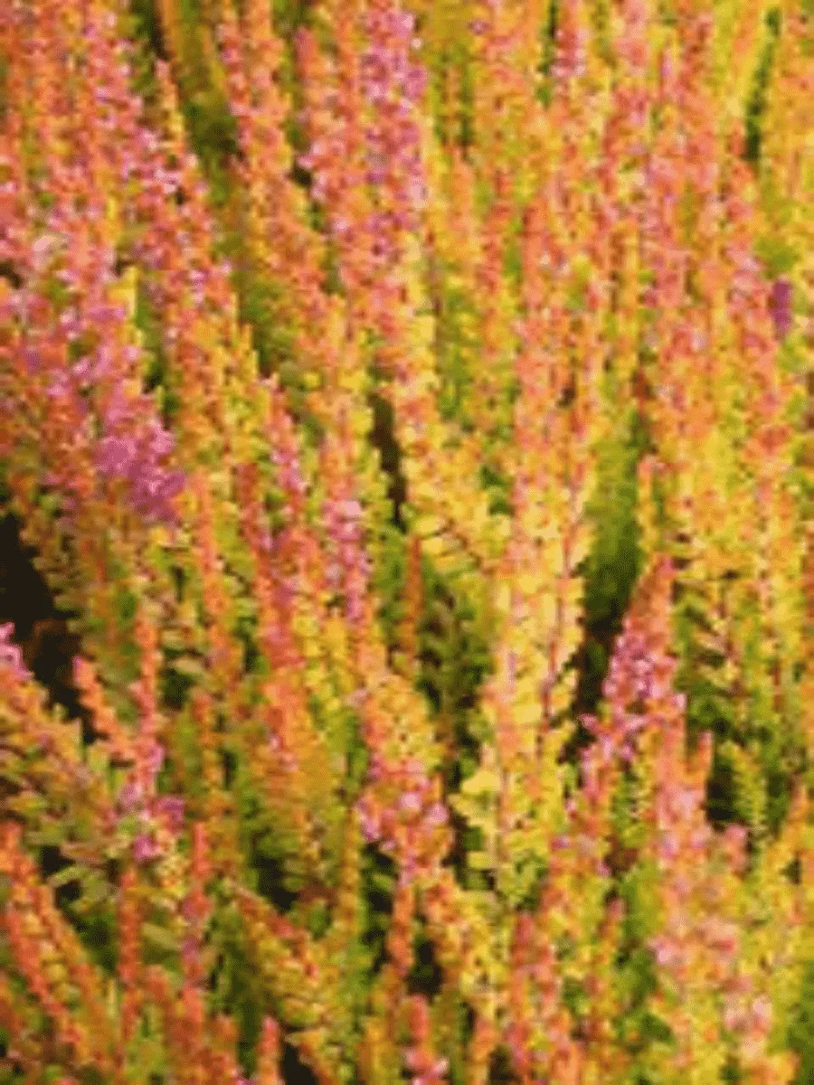 Вереск обыкновенный Firefly