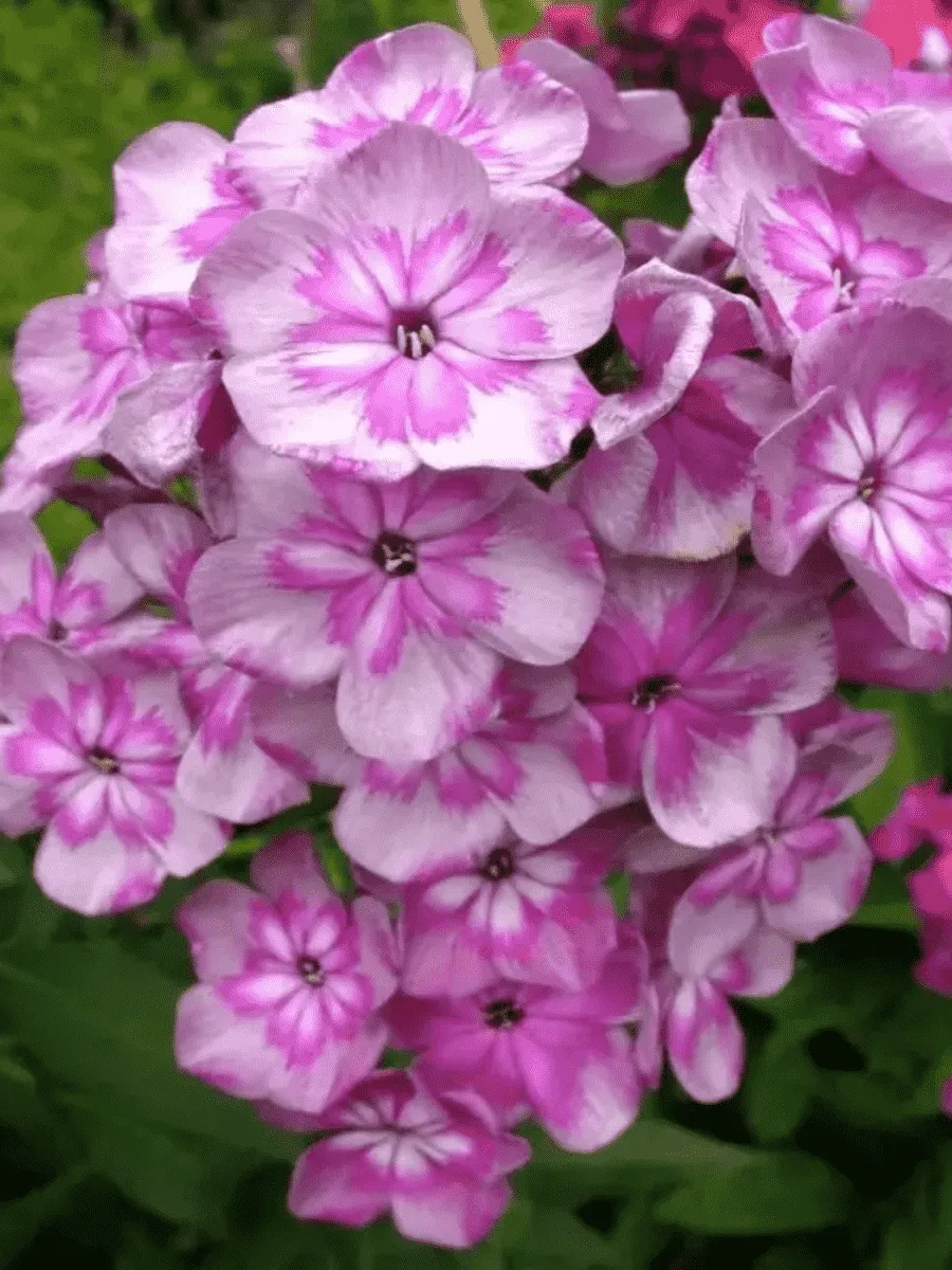 Флокс метельчатый Magic Blue