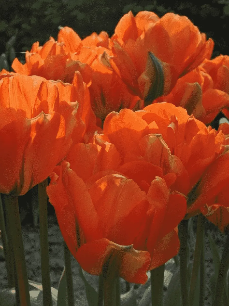 Тюльпан Махровый Disneyland Paris