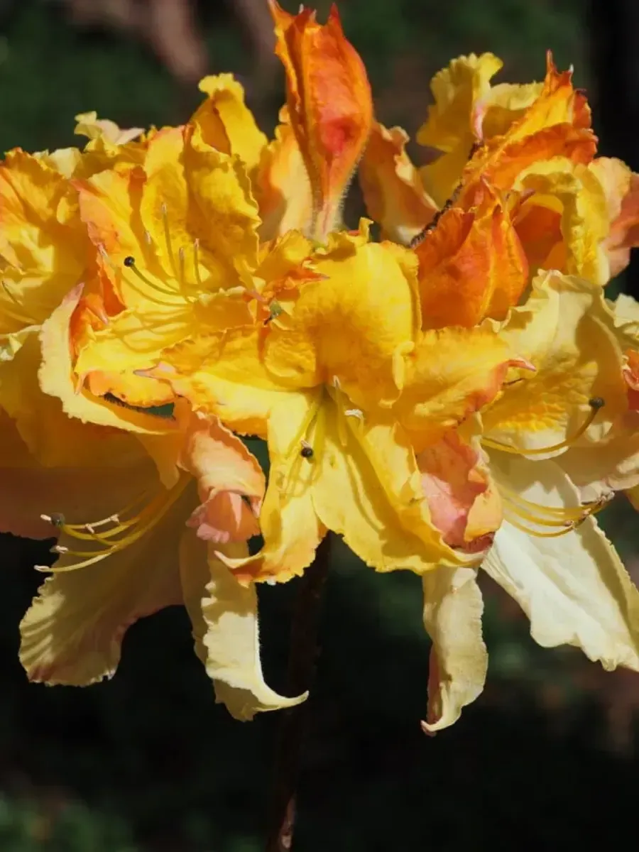 Азалия Zuza Азалия Zuza