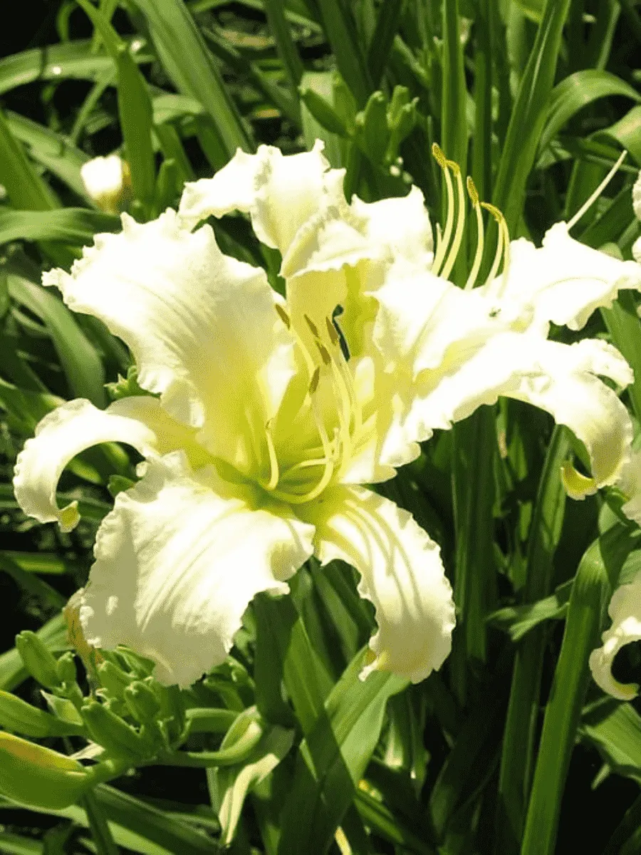 Лилейник Heavenly Angel Ice