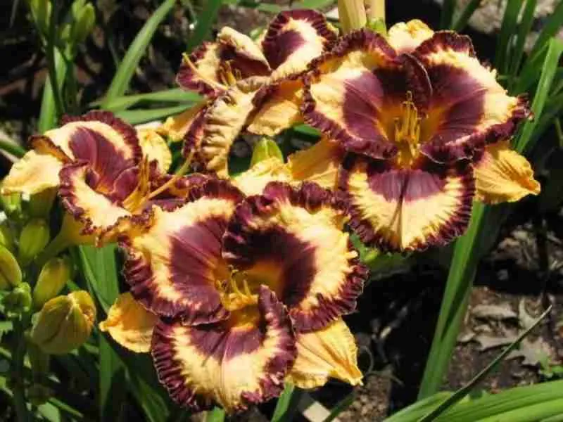 Лилейник Open my Eyes