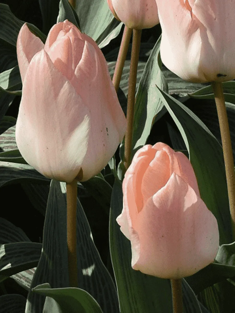 Тюльпан ботанический Little Girl