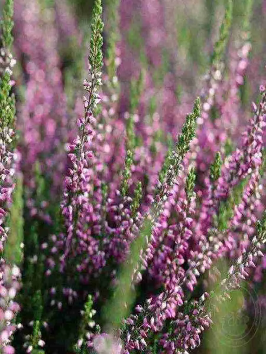 Вереск обыкновенный Liletta