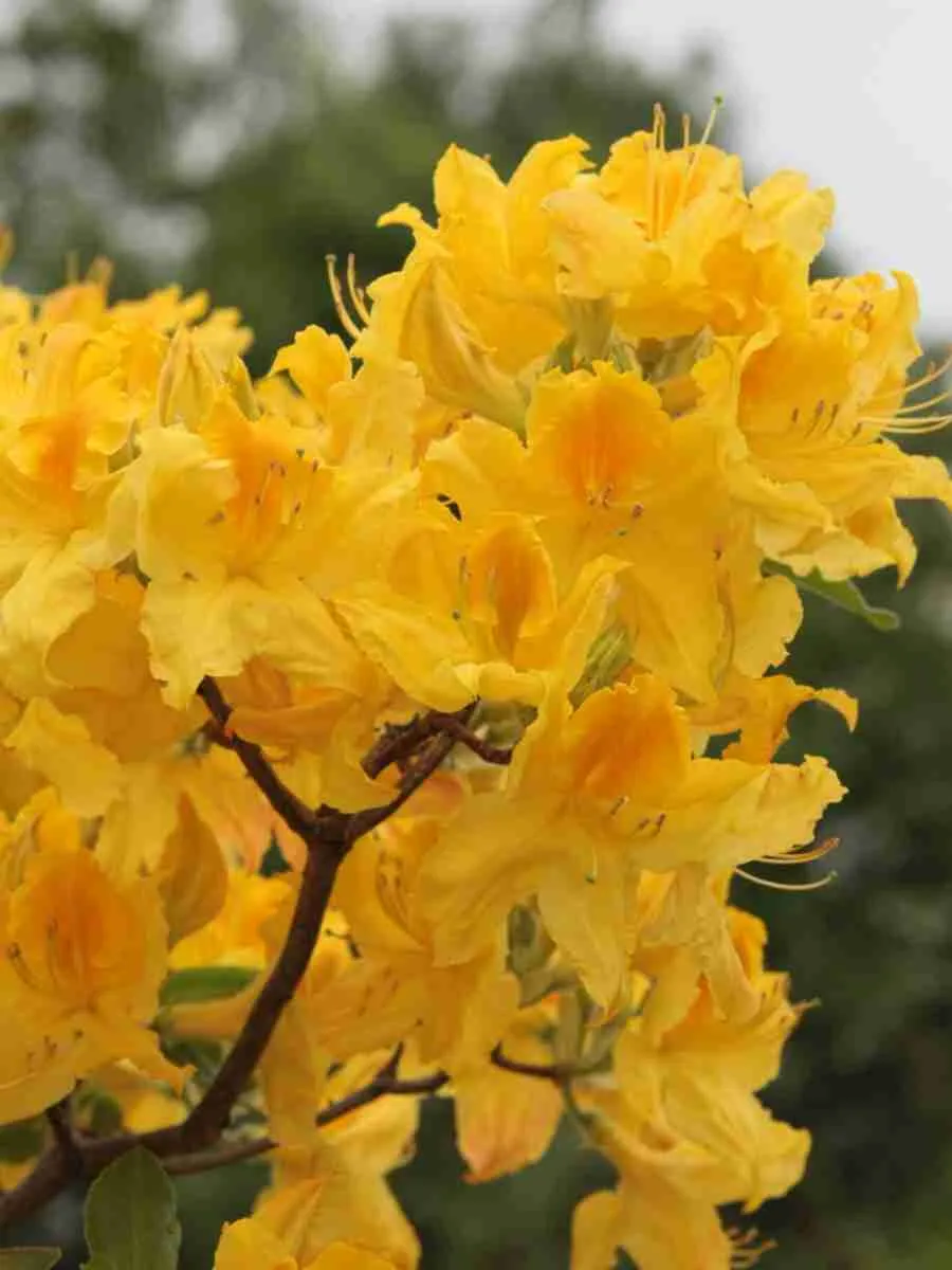 Азалия Marabella