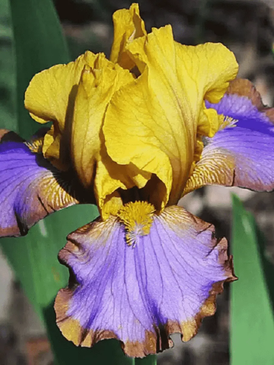 Ирис германский Brown Lasso