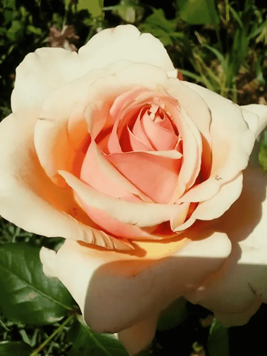 Роза чайно-гибридная Эмми