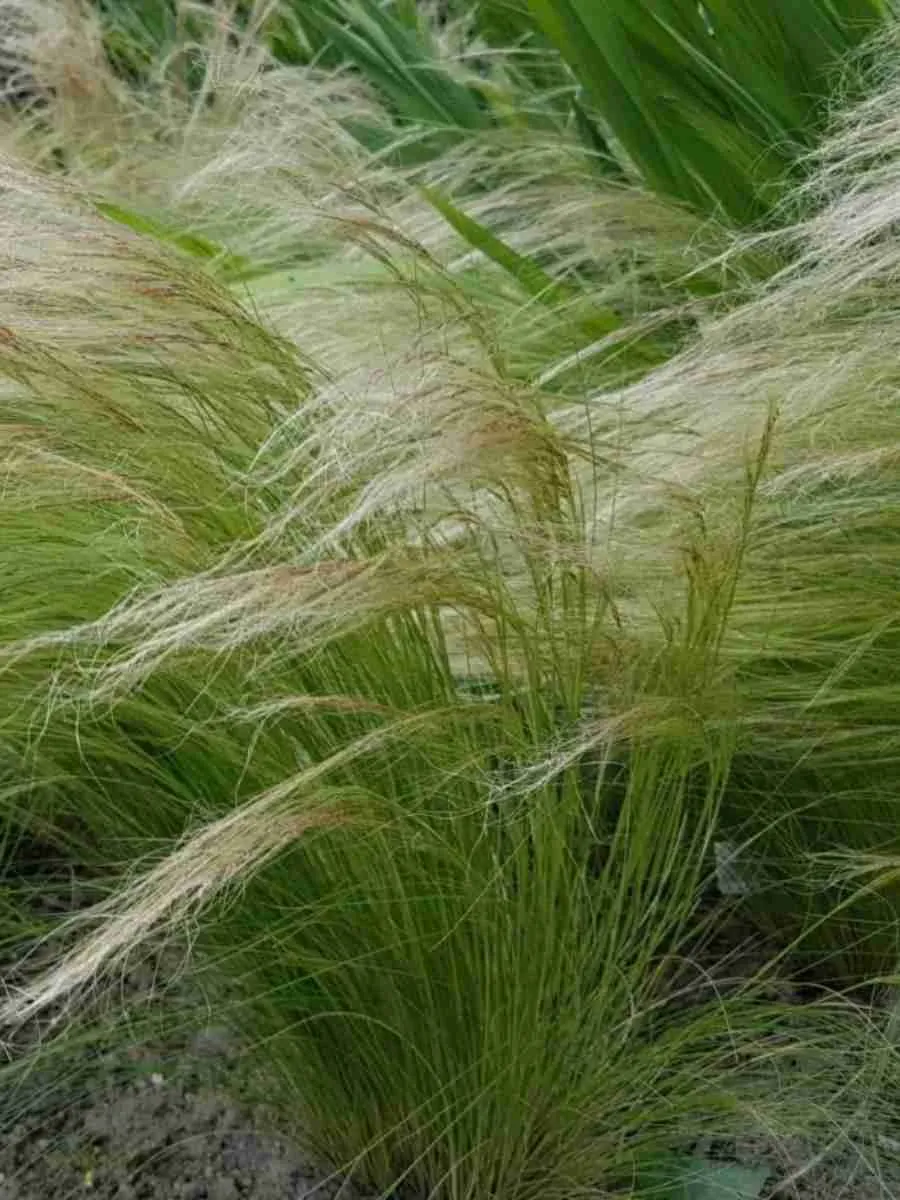 Ковыль тончайший Пушистое Облако