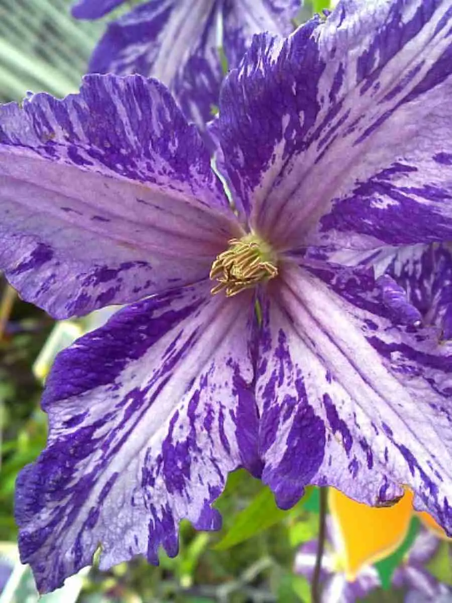 Клематис Tie Dye