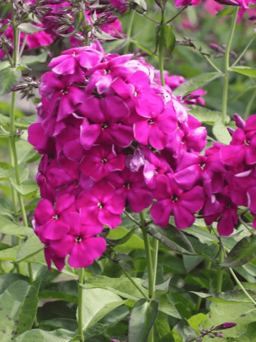 Флокс метельчатый Испанка