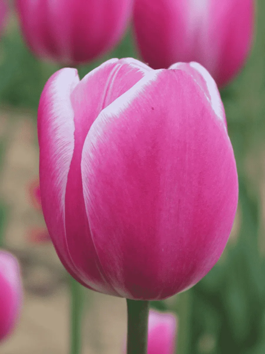 Тюльпан триумф Jumbo Pink