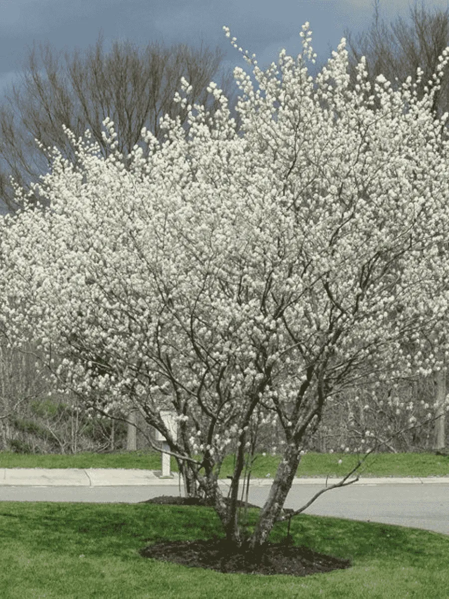 Ирга Ламарка Ирга Ламарка