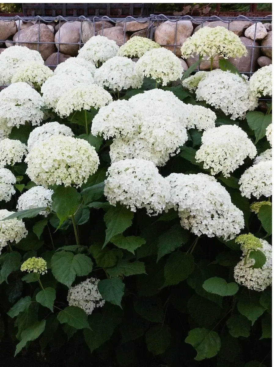 Гортензия древовидная Annabelle