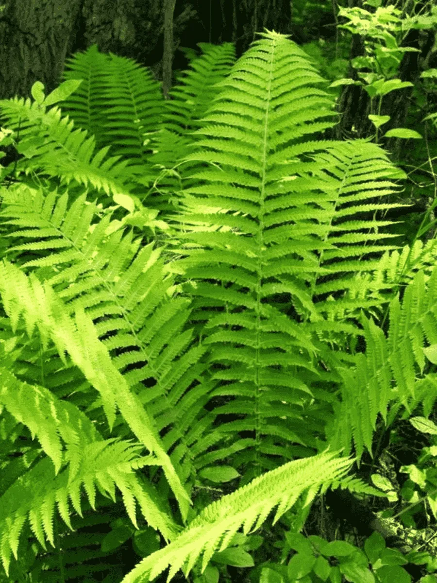 Щитовник мужской